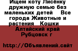 Ищем коту Лисёнку дружную семью без маленьких детей  - Все города Животные и растения » Кошки   . Алтайский край,Рубцовск г.